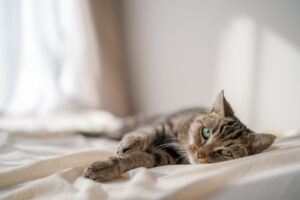 ベッドに横たわる猫