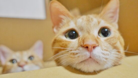 段ボール箱から顔を出す猫