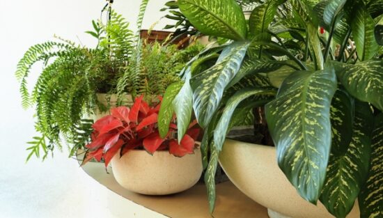 観葉植物の画像