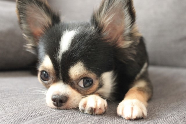 引っ越しは犬にストレスを与える 軽減方法や手続きについて解説